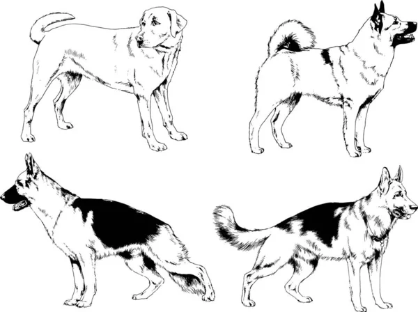 Dibujos Vectoriales Bocetos Pedigrí Perros Los Bastidores Dibujados Tinta Mano — Vector de stock