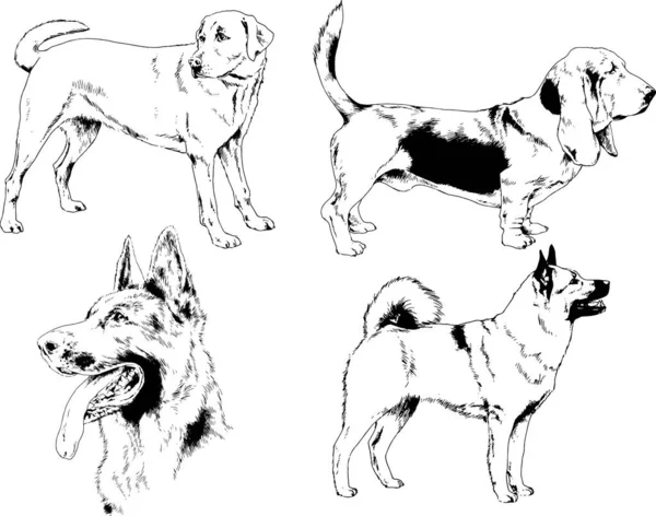 Dibujos Vectoriales Bocetos Pedigrí Perros Los Bastidores Dibujados Tinta Mano — Vector de stock