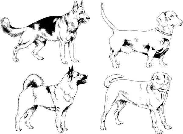 Dessins Vectoriels Croquis Chiens Pedigree Dans Les Supports Dessinés Encre — Image vectorielle