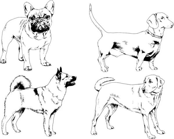 矢量绘图在用墨水绘制的衣架上的系谱犬 没有背景的对象 — 图库矢量图片