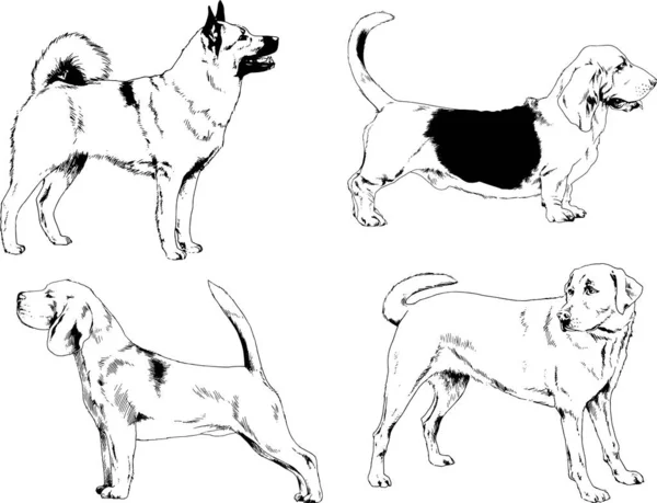 Dibujos Vectoriales Bocetos Pedigrí Perros Los Bastidores Dibujados Tinta Mano — Vector de stock