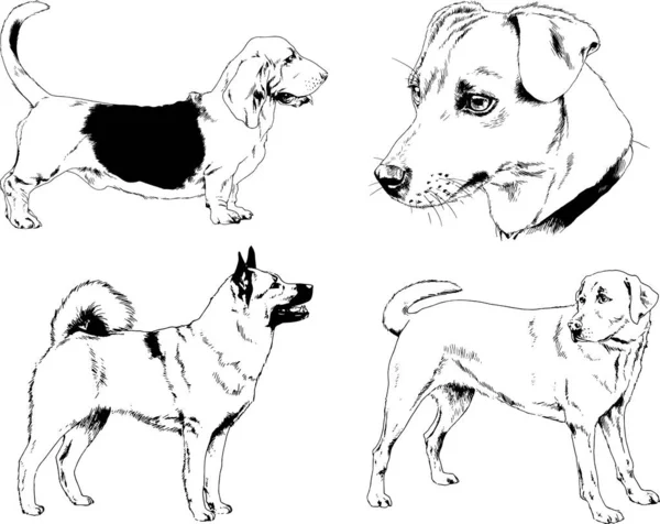 Dibujos Vectoriales Bocetos Pedigrí Perros Los Bastidores Dibujados Tinta Mano — Archivo Imágenes Vectoriales