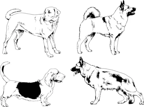 矢量绘图在用墨水绘制的衣架上的系谱犬 没有背景的对象 — 图库矢量图片