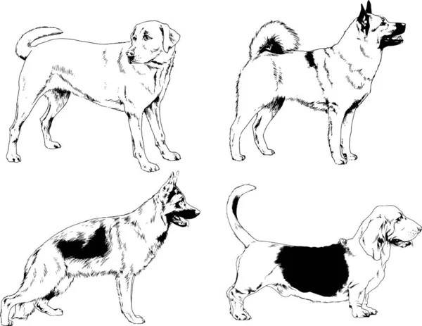 ベクター描画インクで手書きのラックの血統の犬をスケッチ 背景がないオブジェクト — ストックベクタ