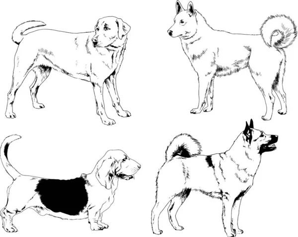 Dibujos Vectoriales Bocetos Pedigrí Perros Los Bastidores Dibujados Tinta Mano — Vector de stock