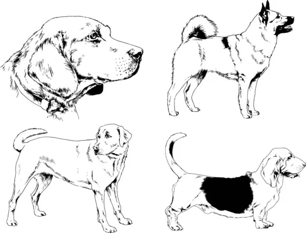 Dibujos Vectoriales Bocetos Pedigrí Perros Los Bastidores Dibujados Tinta Mano — Vector de stock