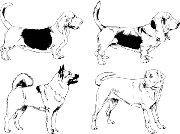 矢量绘图在用墨水绘制的衣架上的系谱犬 没有背景的对象 — 图库矢量图片