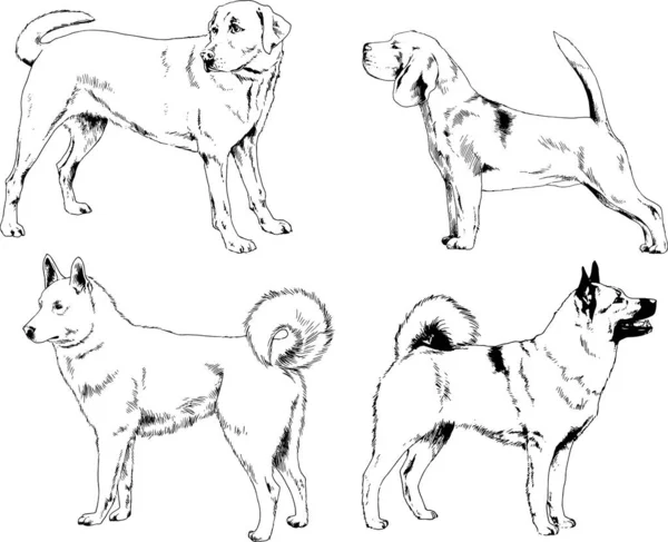 Dibujos Vectoriales Bocetos Pedigrí Perros Los Bastidores Dibujados Tinta Mano — Archivo Imágenes Vectoriales