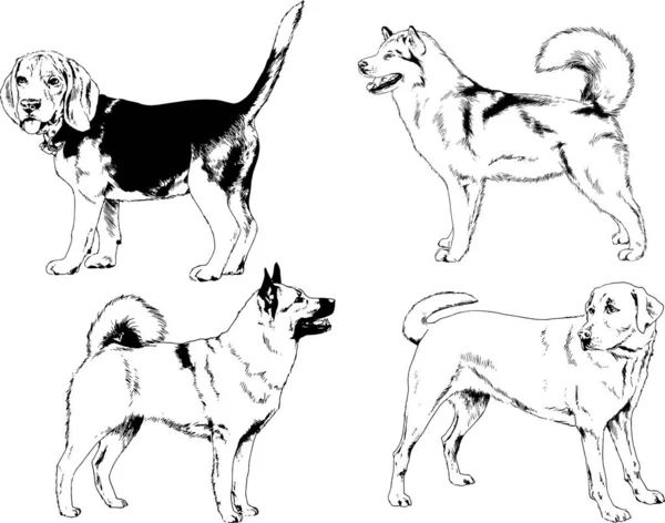 Dibujos Vectoriales Bocetos Pedigrí Perros Los Bastidores Dibujados Tinta Mano — Archivo Imágenes Vectoriales