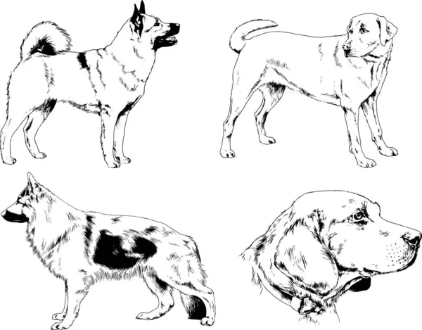 Vektör Çizim Cins Köpekler Mürekkeple Elle Çizilmiş Raflar Içinde Skeçler — Stok Vektör