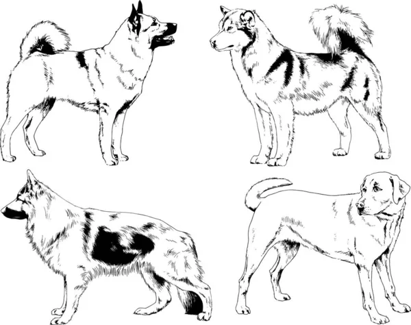 矢量绘图在用墨水绘制的衣架上的系谱犬 没有背景的对象 — 图库矢量图片