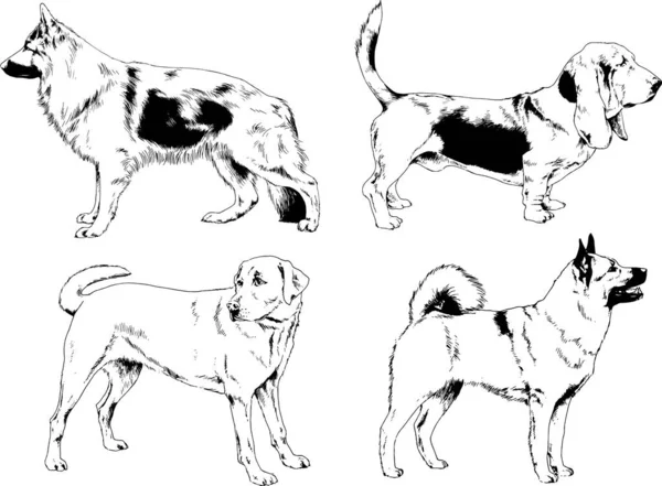 矢量绘图在用墨水绘制的衣架上的系谱犬 没有背景的对象 — 图库矢量图片