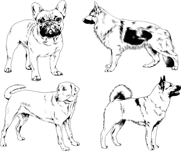 ベクター描画インクで手書きのラックの血統の犬をスケッチ 背景がないオブジェクト — ストックベクタ