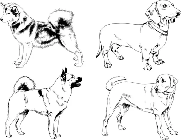 Векторные Рисунки Эскизы Родословных Собак Стойках Нарисованных Чернилами Вручную Объектов — стоковый вектор