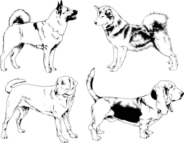 Dessins Vectoriels Croquis Chiens Pedigree Dans Les Supports Dessinés Encre — Image vectorielle