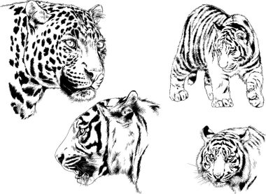 vektör çizimleri çizimler farklı yırtıcı hayvan, kaplan aslan çita ve leopar mürekkep el tarafından nesneleri arka plan ile çizilir