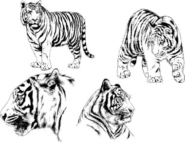 vektör çizimleri çizimler farklı yırtıcı hayvan, kaplan aslan çita ve leopar mürekkep el tarafından nesneleri arka plan ile çizilir