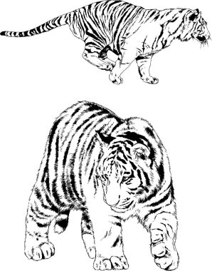 vektör çizimleri çizimler farklı yırtıcı hayvan, kaplan aslan çita ve leopar mürekkep el tarafından nesneleri arka plan ile çizilir