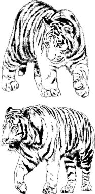 vektör çizimleri çizimler farklı yırtıcı hayvan, kaplan aslan çita ve leopar mürekkep el tarafından nesneleri arka plan ile çizilir