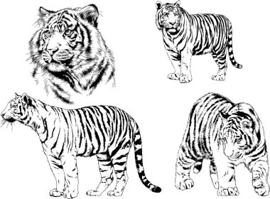 vektör çizimleri çizimler farklı yırtıcı hayvan, kaplan aslan çita ve leopar mürekkep el tarafından nesneleri arka plan ile çizilir