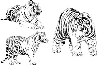 vektör çizimleri çizimler farklı yırtıcı hayvan, kaplan aslan çita ve leopar mürekkep el tarafından nesneleri arka plan ile çizilir