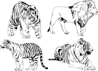 vektör çizimleri çizimler farklı yırtıcı hayvan, kaplan aslan çita ve leopar mürekkep el tarafından nesneleri arka plan ile çizilir