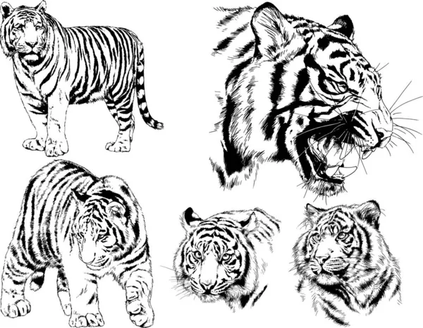 Vector Drawings Sketches Different Predator Tigers Lions Cheetahs Leopards Drawn — Stock Vector