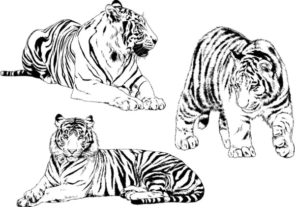 Dibujos Vectoriales Bocetos Diferentes Depredadores Tigres Leones Guepardos Leopardos Dibujan — Vector de stock