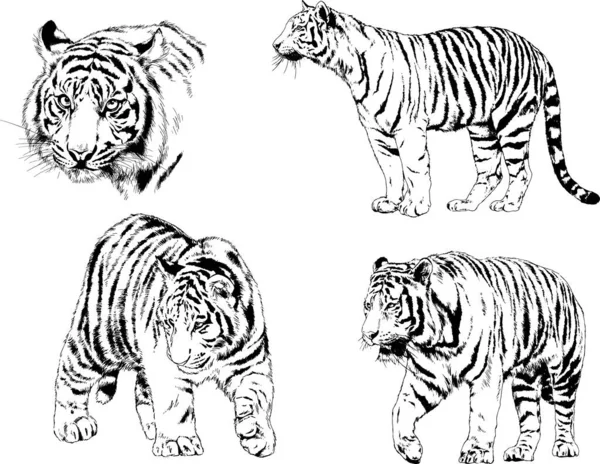 Dibujos Vectoriales Bocetos Diferentes Depredadores Tigres Leones Guepardos Leopardos Dibujan — Vector de stock