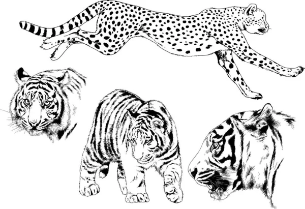 Vector Drawings Sketches Different Predator Tigers Lions Cheetahs Leopards Drawn — Stock Vector