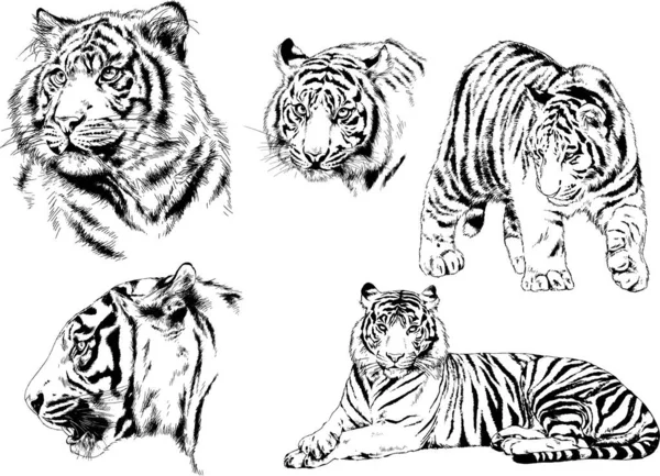 Dibujos Vectoriales Bocetos Diferentes Depredadores Tigres Leones Guepardos Leopardos Dibujan — Vector de stock