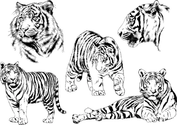 Dibujos Vectoriales Bocetos Diferentes Depredadores Tigres Leones Guepardos Leopardos Dibujan — Vector de stock