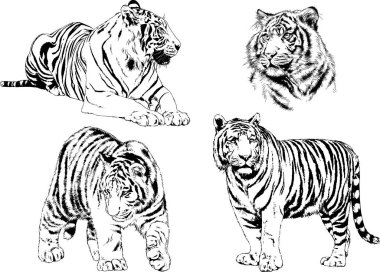 vektör çizimleri çizimler farklı yırtıcı hayvan, kaplan aslan çita ve leopar mürekkep el tarafından nesneleri arka plan ile çizilir