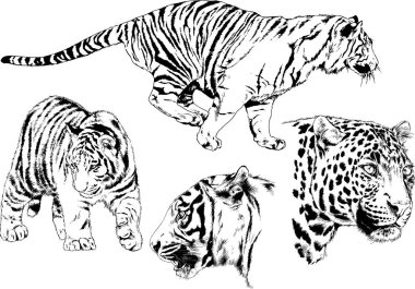 vektör çizimleri çizimler farklı yırtıcı hayvan, kaplan aslan çita ve leopar mürekkep el tarafından nesneleri arka plan ile çizilir