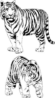 vektör çizimleri çizimler farklı yırtıcı hayvan, kaplan aslan çita ve leopar mürekkep el tarafından nesneleri arka plan ile çizilir