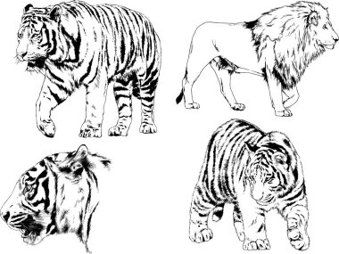 vektör çizimleri çizimler farklı yırtıcı hayvan, kaplan aslan çita ve leopar mürekkep el tarafından nesneleri arka plan ile çizilir