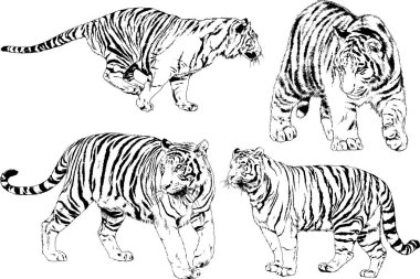 vektör çizimleri çizimler farklı yırtıcı hayvan, kaplan aslan çita ve leopar mürekkep el tarafından nesneleri arka plan ile çizilir