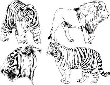 vektör çizimleri çizimler farklı yırtıcı hayvan, kaplan aslan çita ve leopar mürekkep el tarafından nesneleri arka plan ile çizilir