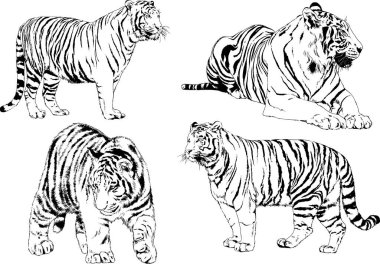 vektör çizimleri çizimler farklı yırtıcı hayvan, kaplan aslan çita ve leopar mürekkep el tarafından nesneleri arka plan ile çizilir