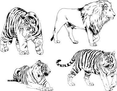 vektör çizimleri çizimler farklı yırtıcı hayvan, kaplan aslan çita ve leopar mürekkep el tarafından nesneleri arka plan ile çizilir
