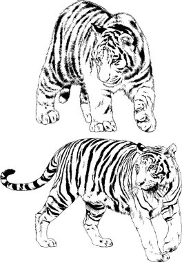 vektör çizimleri çizimler farklı yırtıcı hayvan, kaplan aslan çita ve leopar mürekkep el tarafından nesneleri arka plan ile çizilir