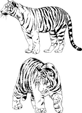 vektör çizimleri çizimler farklı yırtıcı hayvan, kaplan aslan çita ve leopar mürekkep el tarafından nesneleri arka plan ile çizilir