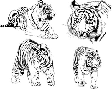 vektör çizimleri çizimler farklı yırtıcı hayvan, kaplan aslan çita ve leopar mürekkep el tarafından nesneleri arka plan ile çizilir