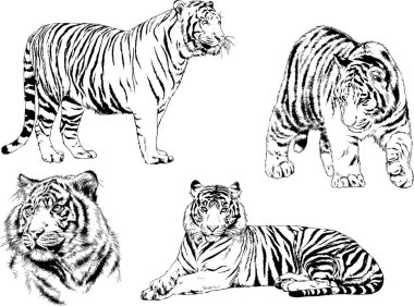 vektör çizimleri çizimler farklı yırtıcı hayvan, kaplan aslan çita ve leopar mürekkep el tarafından nesneleri arka plan ile çizilir