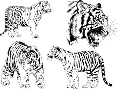 vektör çizimleri çizimler farklı yırtıcı hayvan, kaplan aslan çita ve leopar mürekkep el tarafından nesneleri arka plan ile çizilir