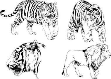 vektör çizimleri çizimler farklı yırtıcı hayvan, kaplan aslan çita ve leopar mürekkep el tarafından nesneleri arka plan ile çizilir