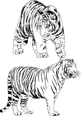 vektör çizimleri çizimler farklı yırtıcı hayvan, kaplan aslan çita ve leopar mürekkep el tarafından nesneleri arka plan ile çizilir