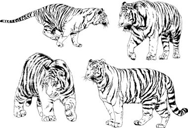 vektör çizimleri çizimler farklı yırtıcı hayvan, kaplan aslan çita ve leopar mürekkep el tarafından nesneleri arka plan ile çizilir