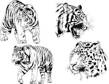 vektör çizimleri çizimler farklı yırtıcı hayvan, kaplan aslan çita ve leopar mürekkep el tarafından nesneleri arka plan ile çizilir