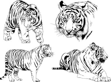 vektör çizimleri çizimler farklı yırtıcı hayvan, kaplan aslan çita ve leopar mürekkep el tarafından nesneleri arka plan ile çizilir